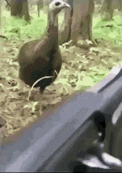 morning_gifdump_88_18.gif