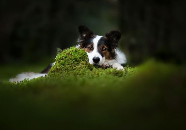 moss-dog.jpg