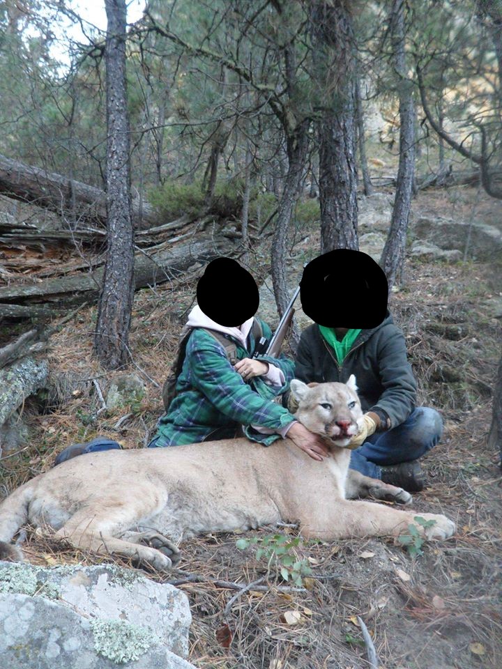Mountain lion 1.jpg