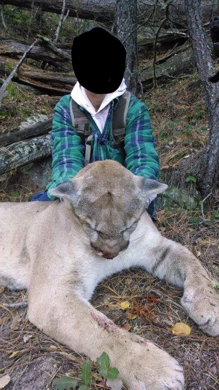 Mountain lion 2.jpg