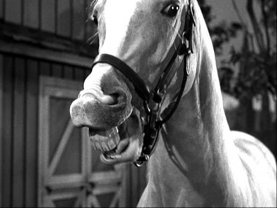 mr ed.jpg