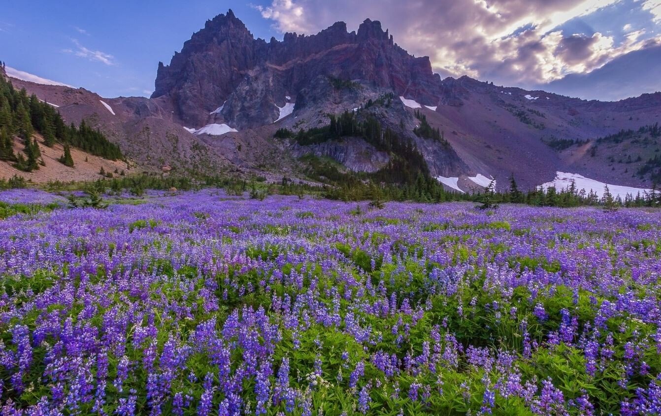mtn flowers.jpeg