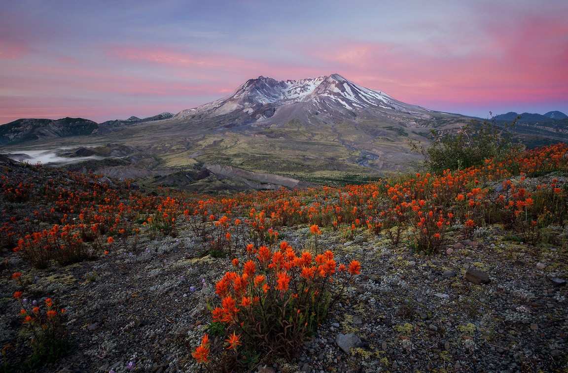 mtn flowers.jpeg