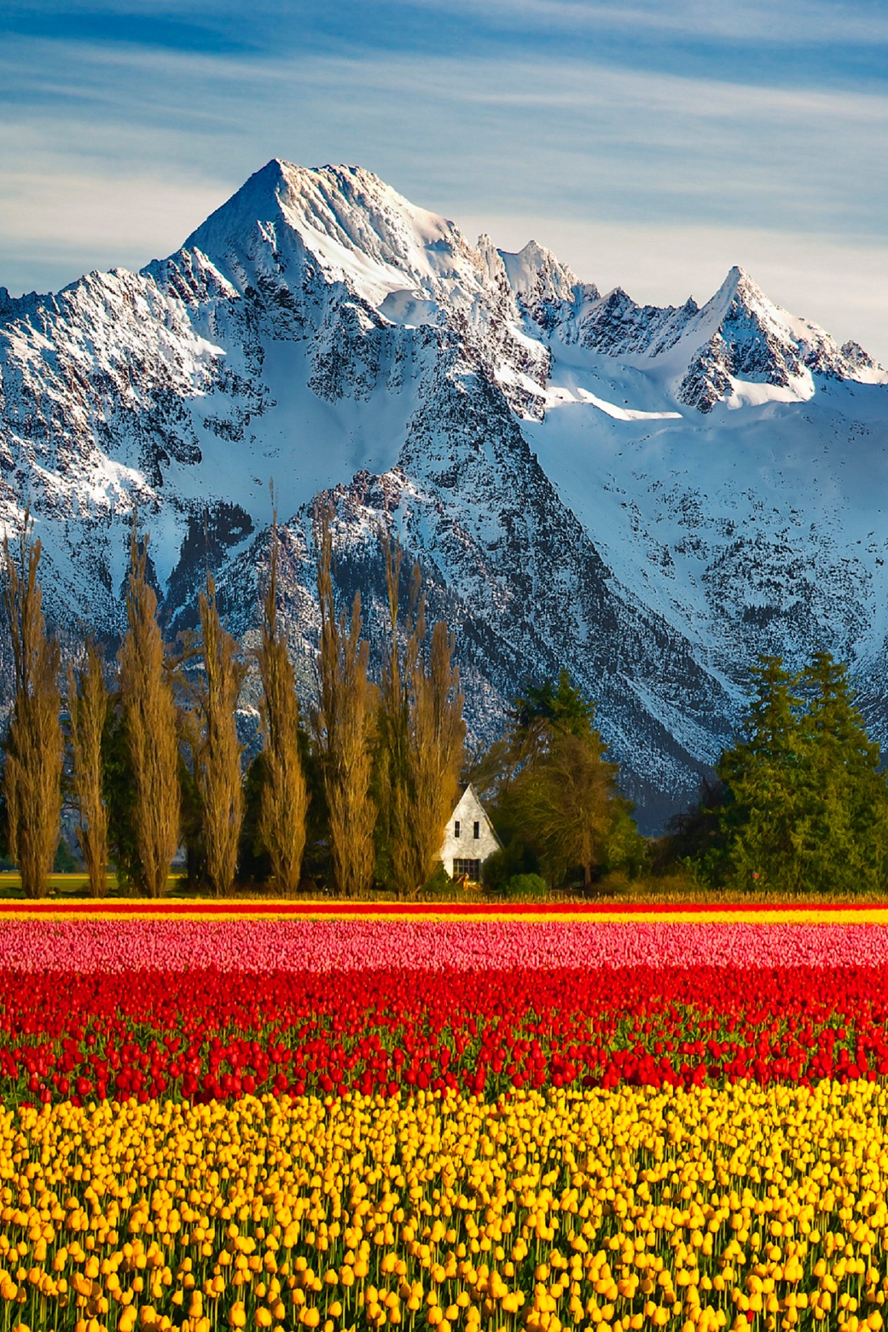 mtn flowers.jpeg