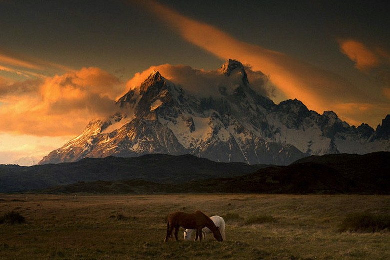 mtn horses.jpeg