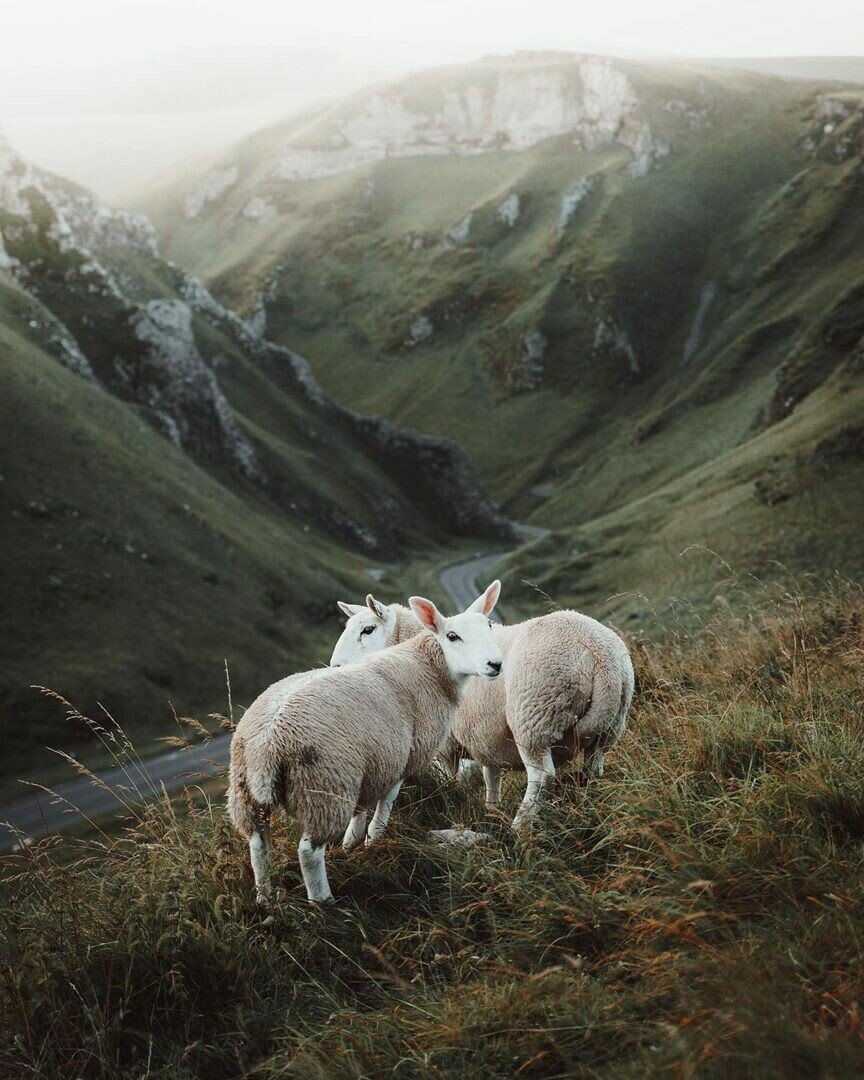 mtn sheep.jpeg