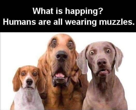 muzz.jpg.07e6edfa52561c5d3a7f1784f1edef54.jpg