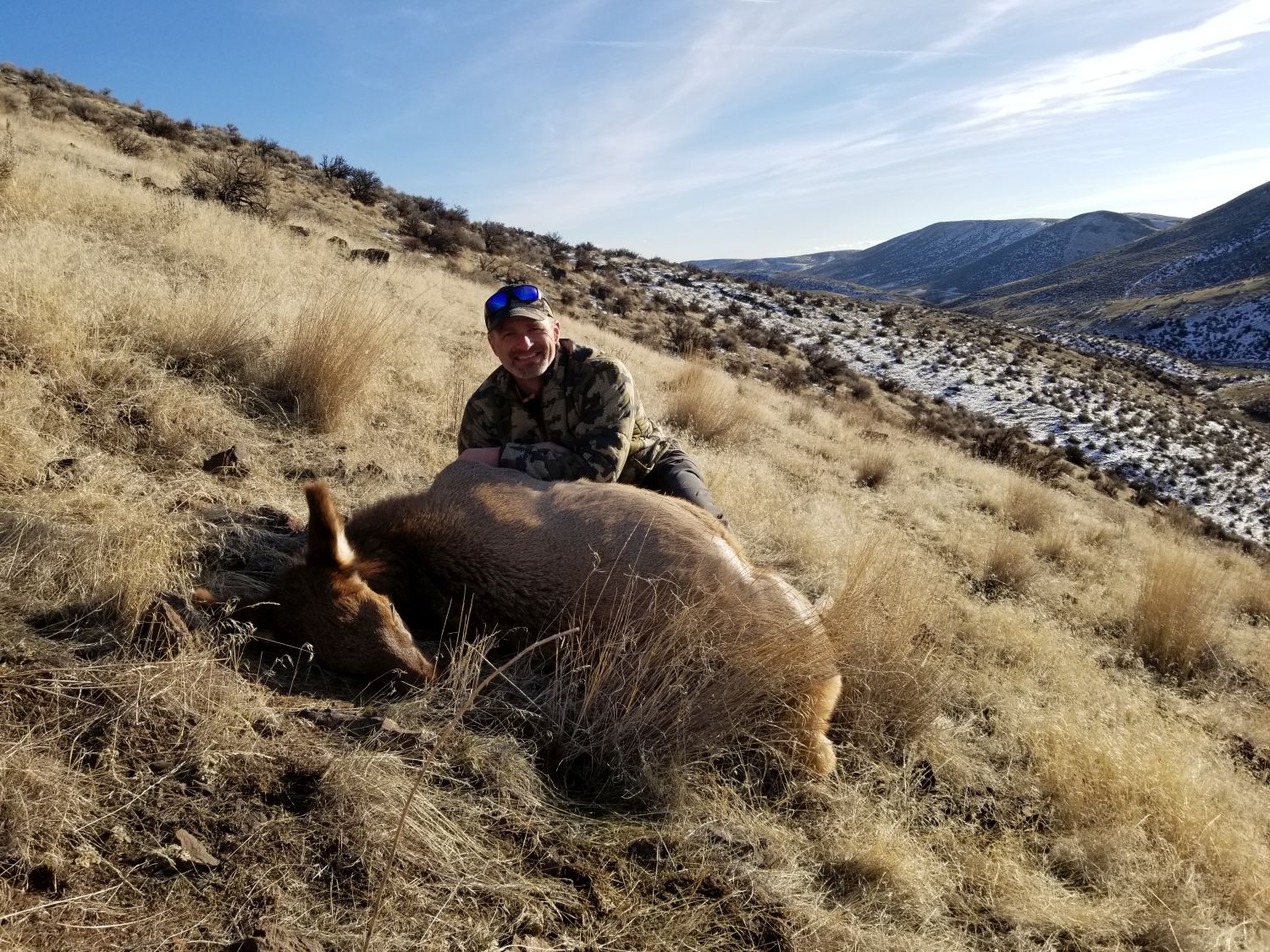 My 1081yd cow.jpg