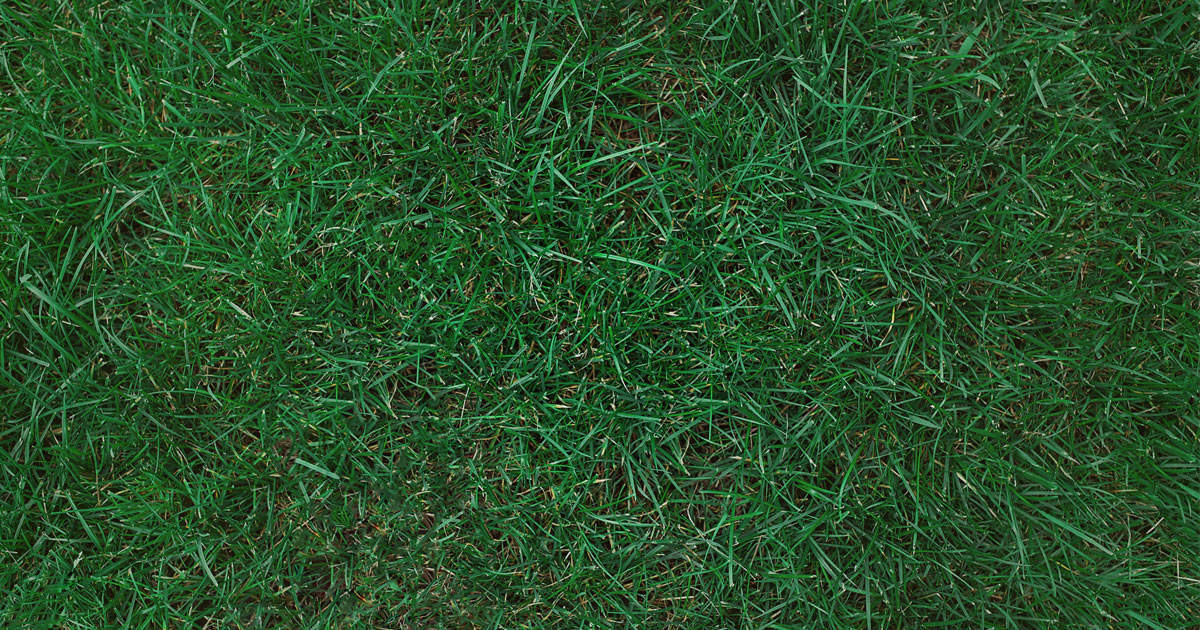 My Grass Camo AI-AX.jpg