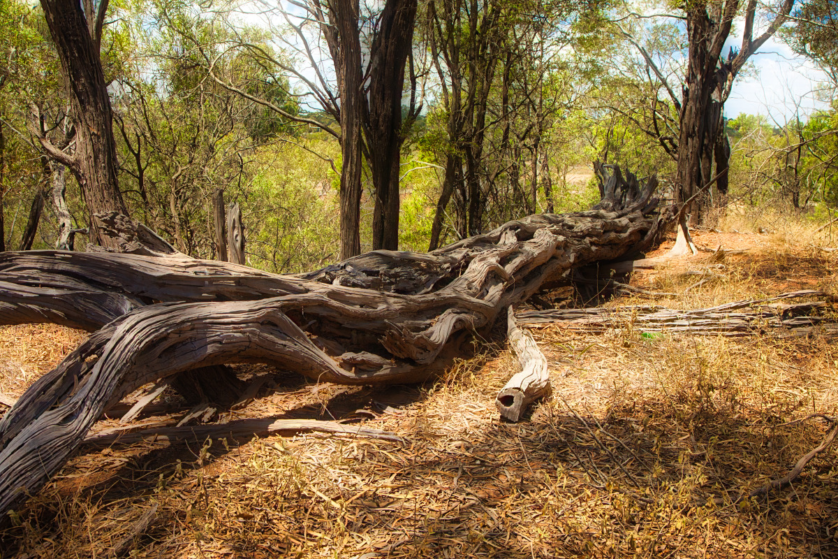 mystical tree.jpg