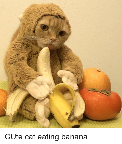 nana cat.com.png
