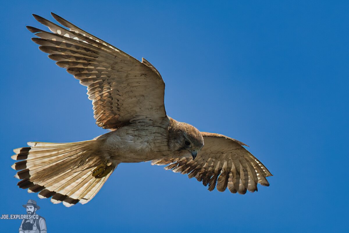 nankeen kestrel3.jpg