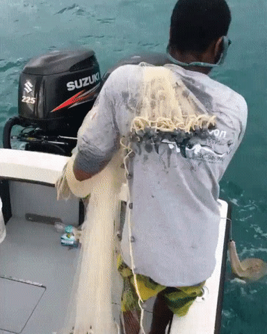 net.gif
