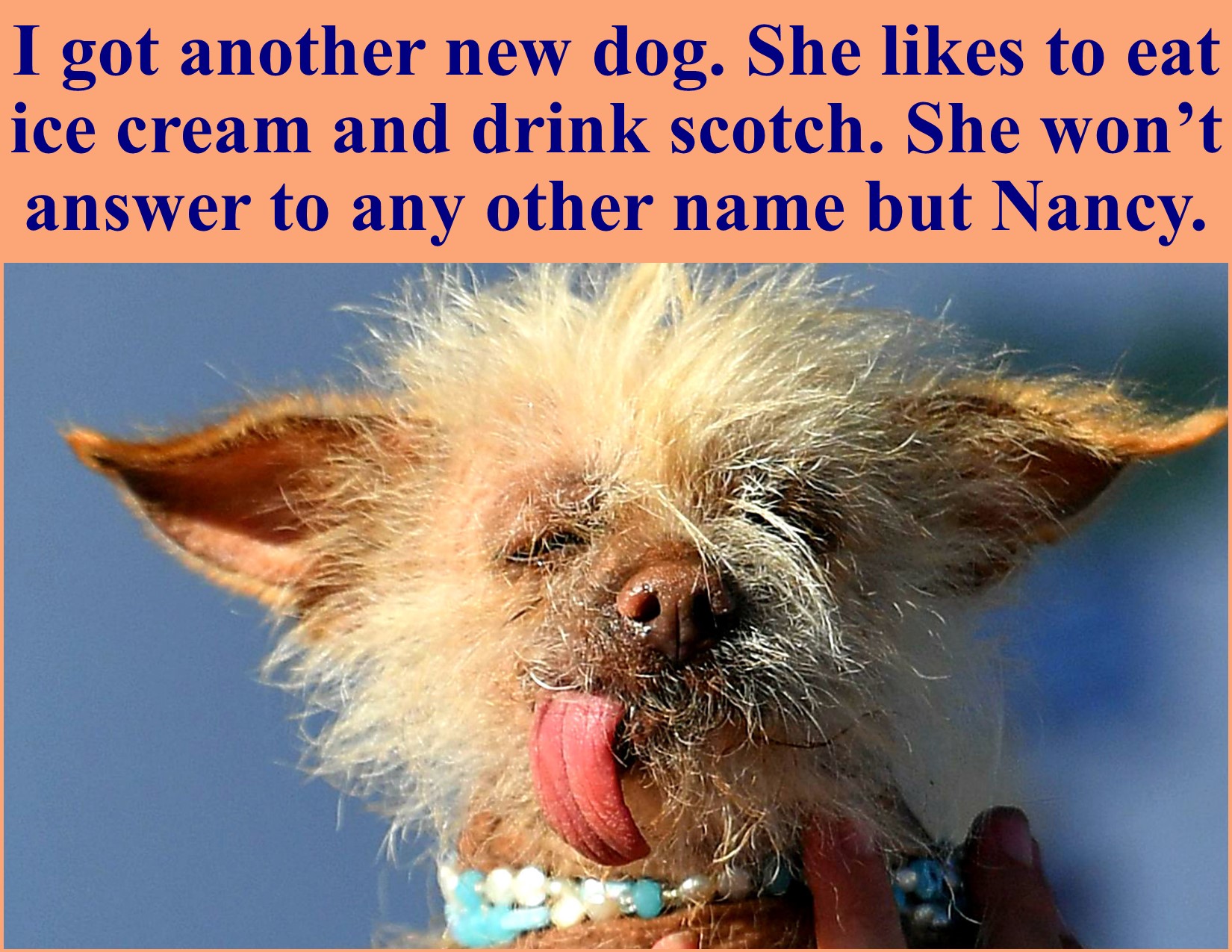 New Dog Named Nancy.jpg