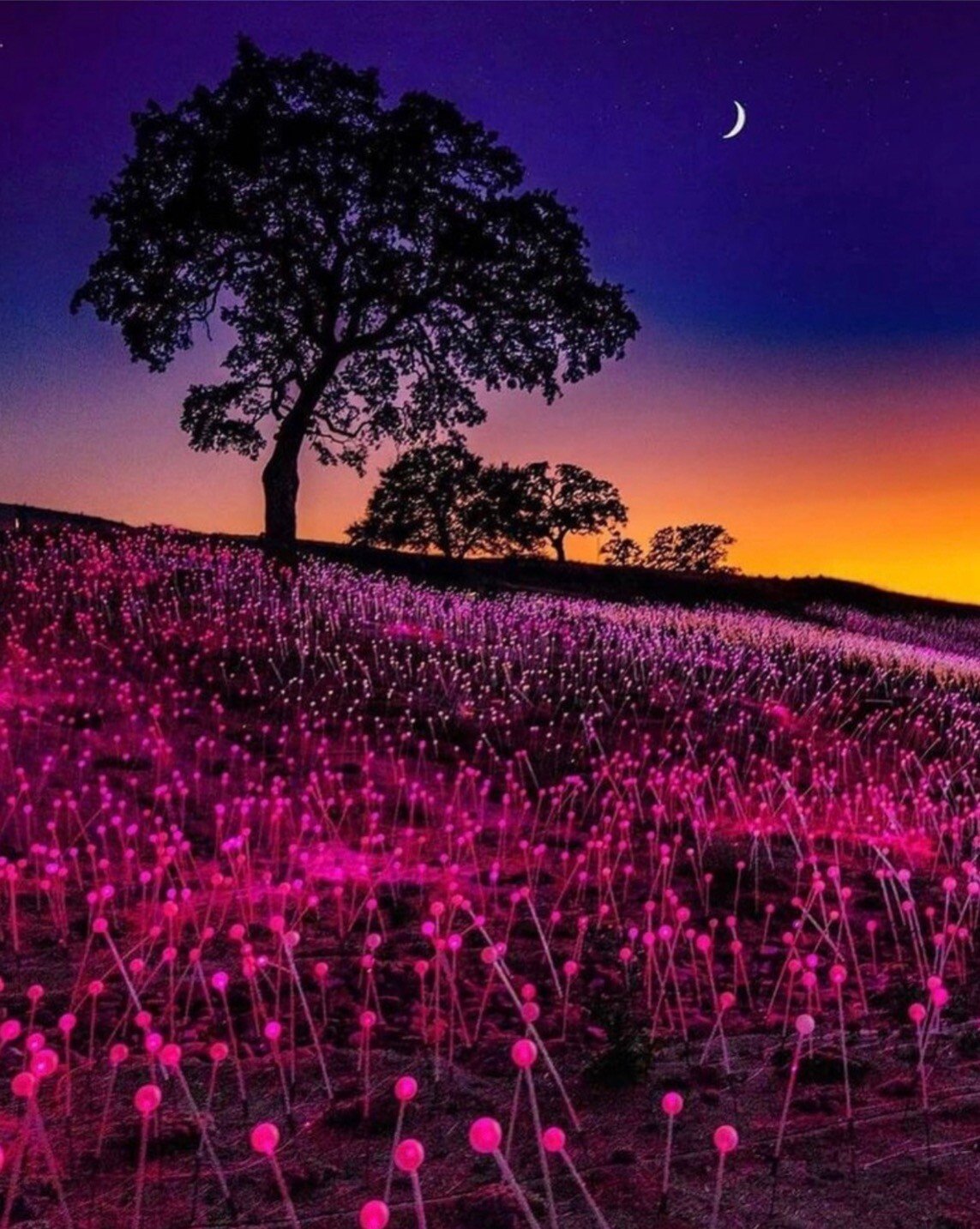 night flowers.jpeg