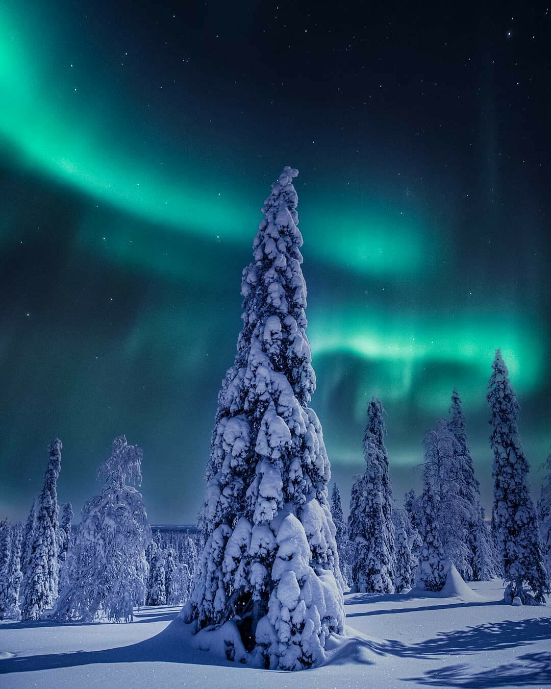 northern lights tree.jpg