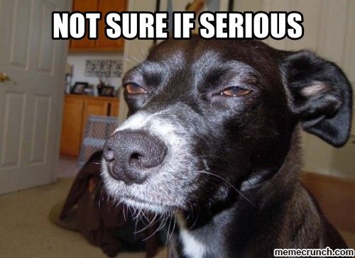 not sure if serious dog.jpg