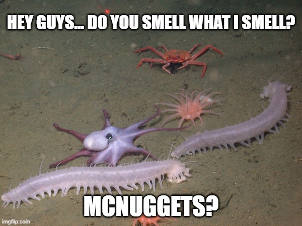 nuggets.jpg