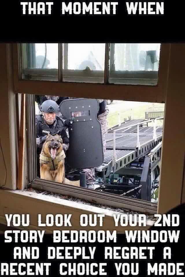 NWP Dog Section on Twitter.jpeg
