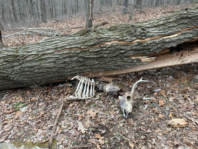 OAK TREE DEATH.jpg