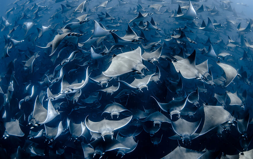 ocean-photography-awards-2020-5fb381388079a__880.jpg