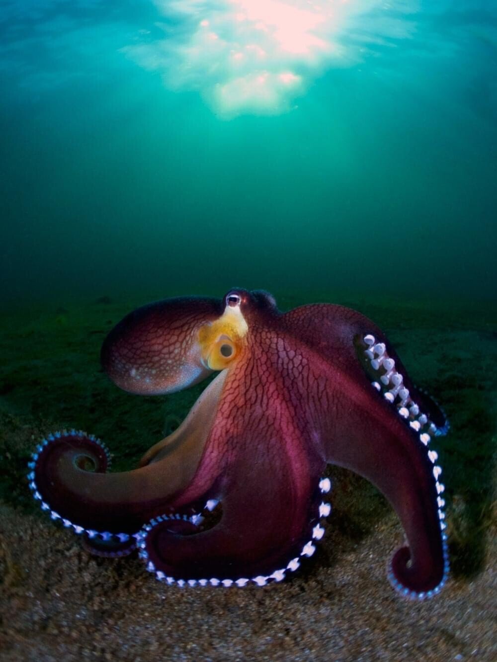 octopus.jpeg