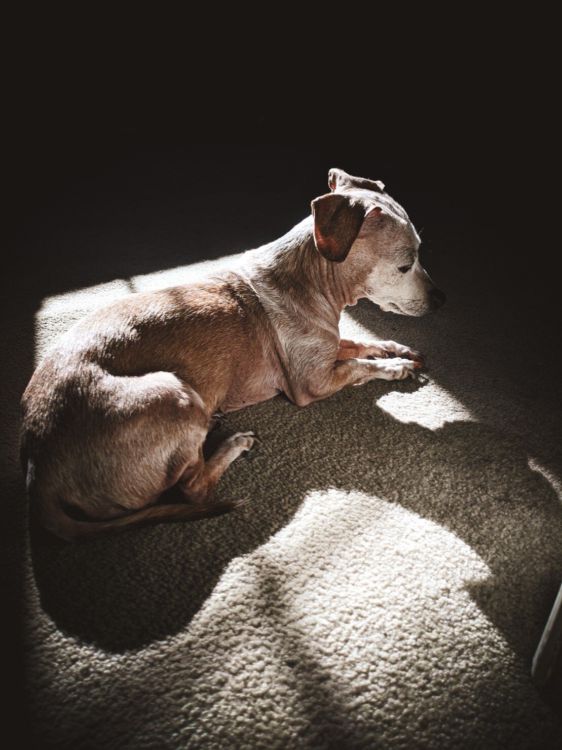 old dog.jpeg