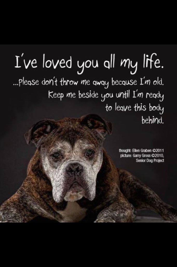 old dog.jpg