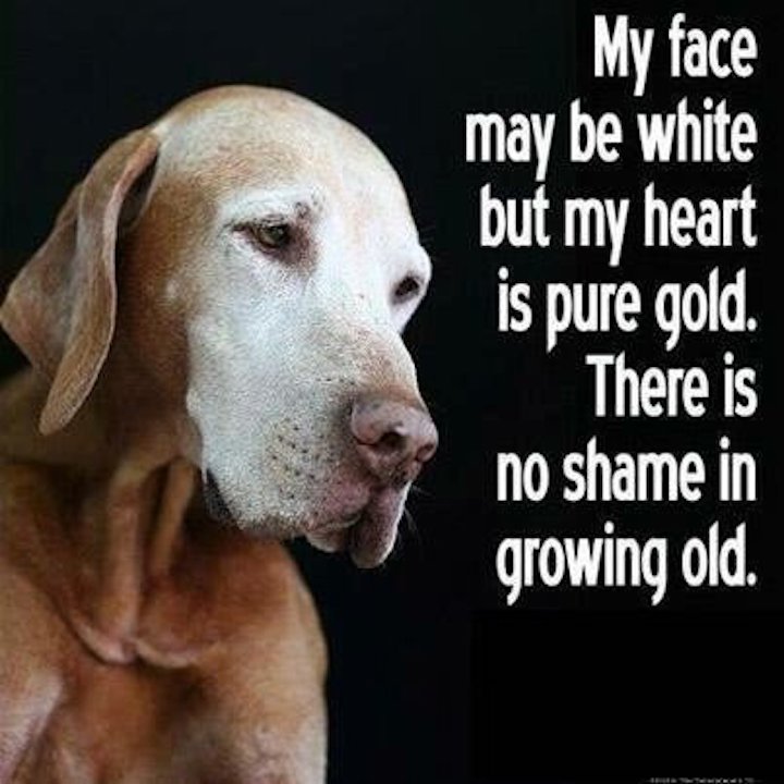 old dog.jpg