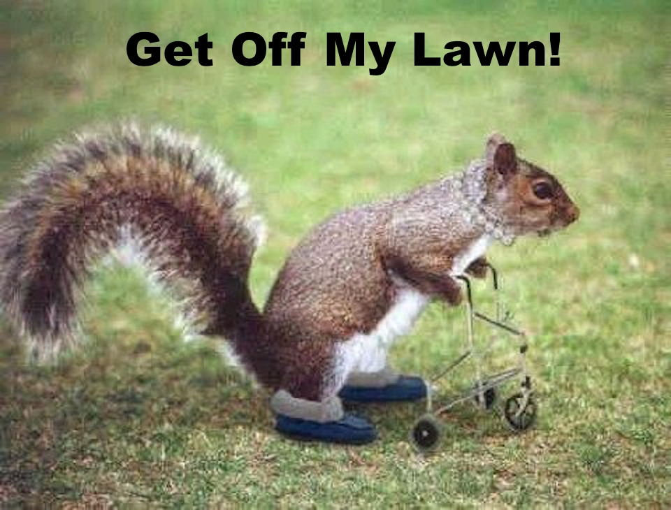 old squirrel.jpeg