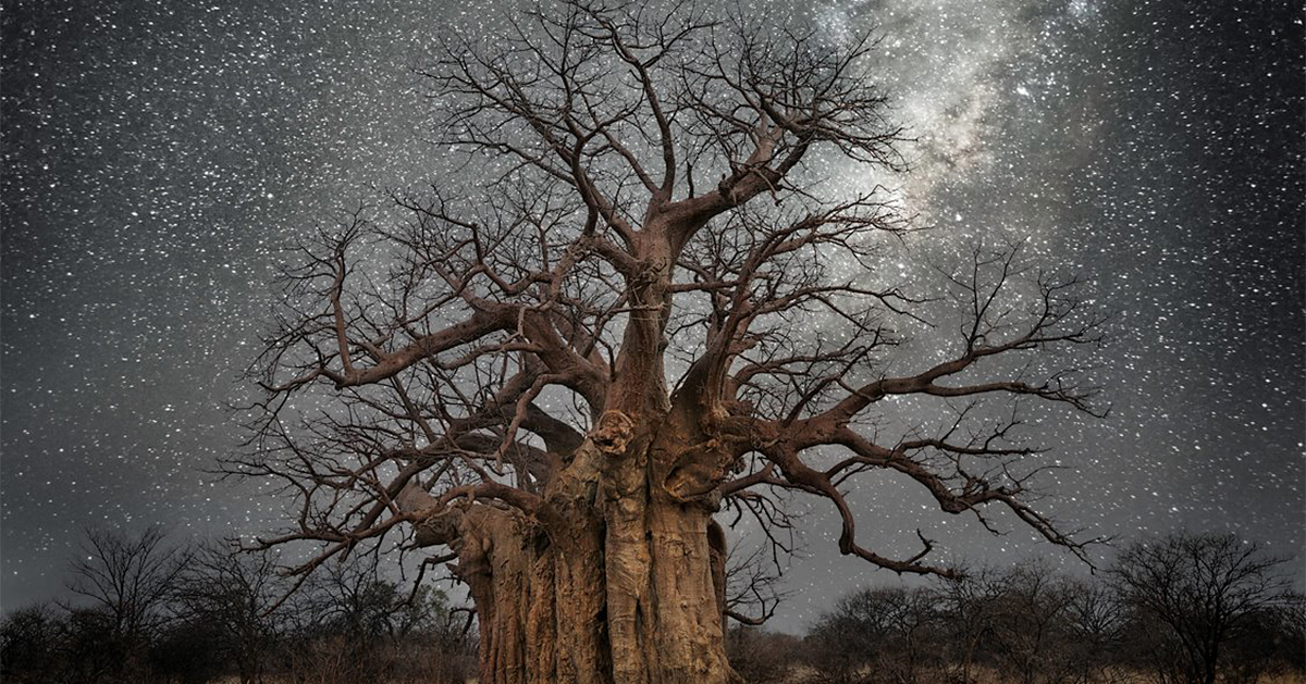 old tree.jpeg