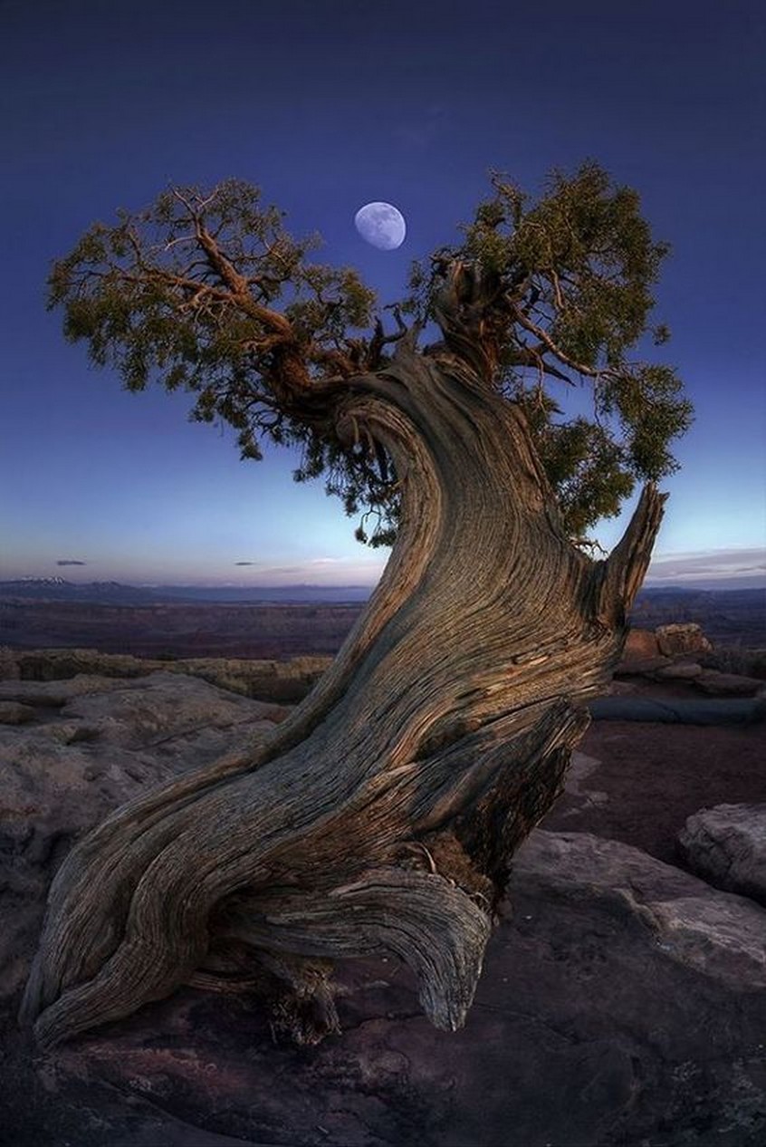 old tree moon.jpeg