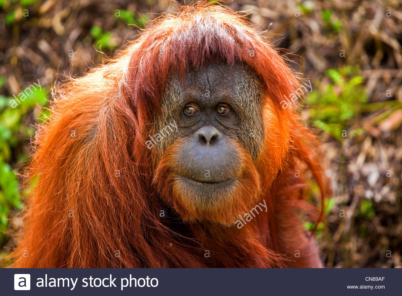 orangutan-CN69AF.jpg