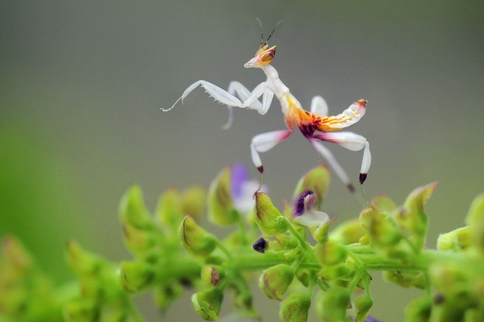 orchid mantis 1.jpg