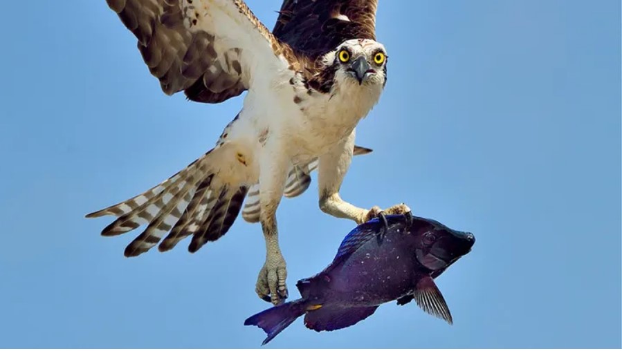 Osprey.jpg