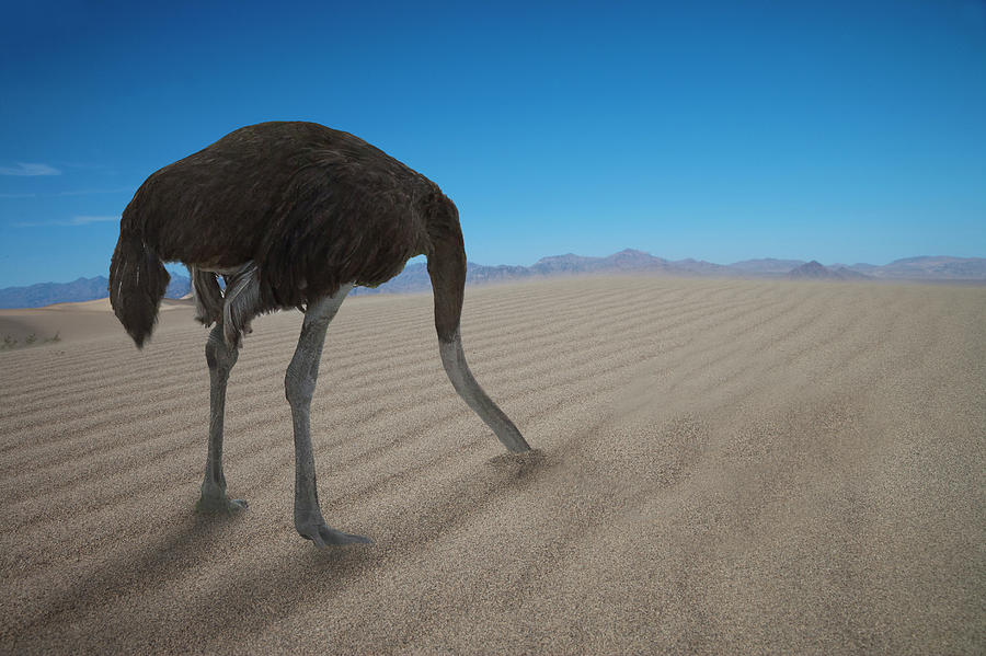 ostrich-hiding-his-head-under-sand-buena-vista-images.jpg