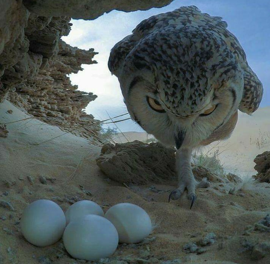 owl eggs.jpg