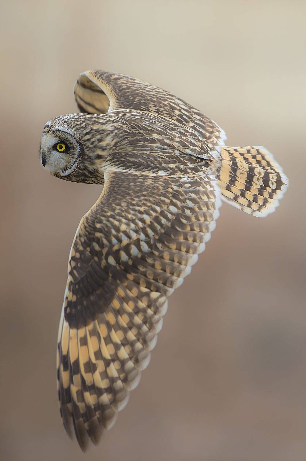 owl.jpeg