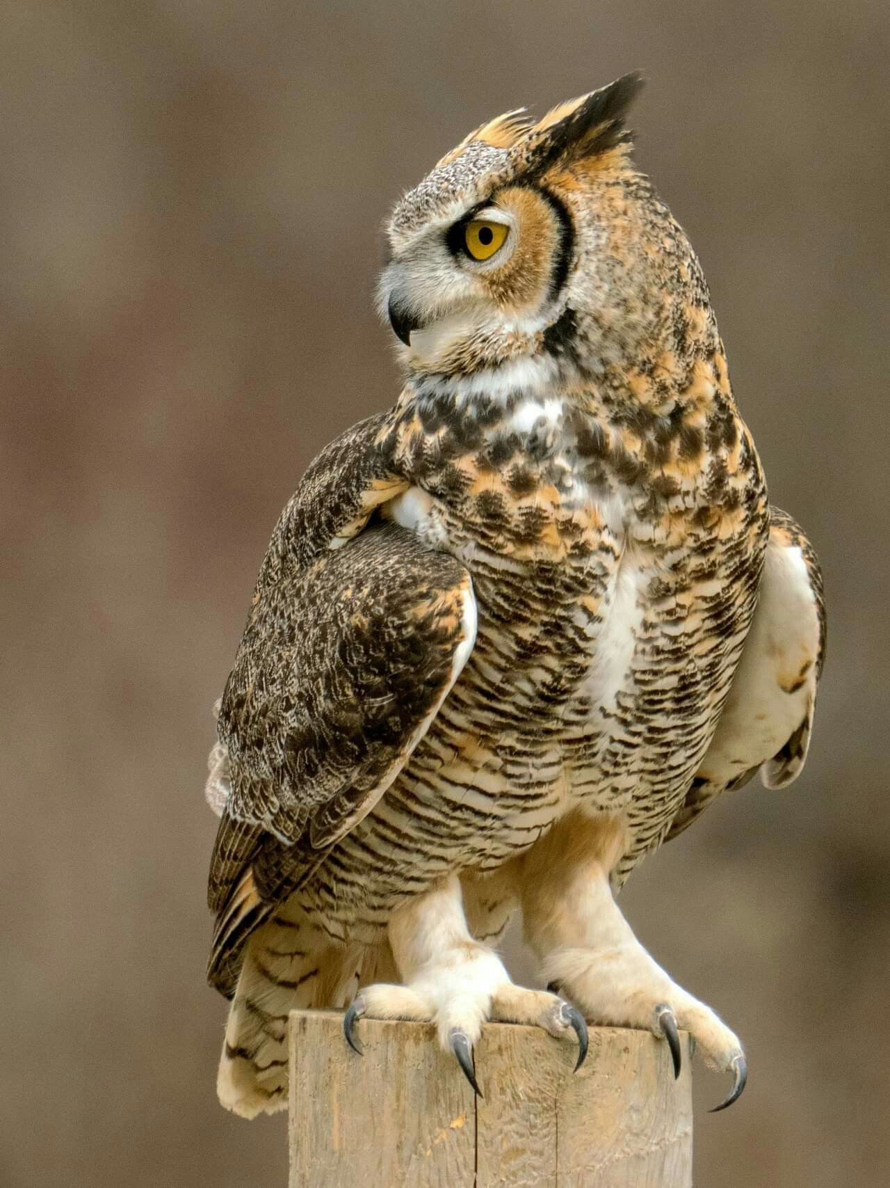 owl.jpeg