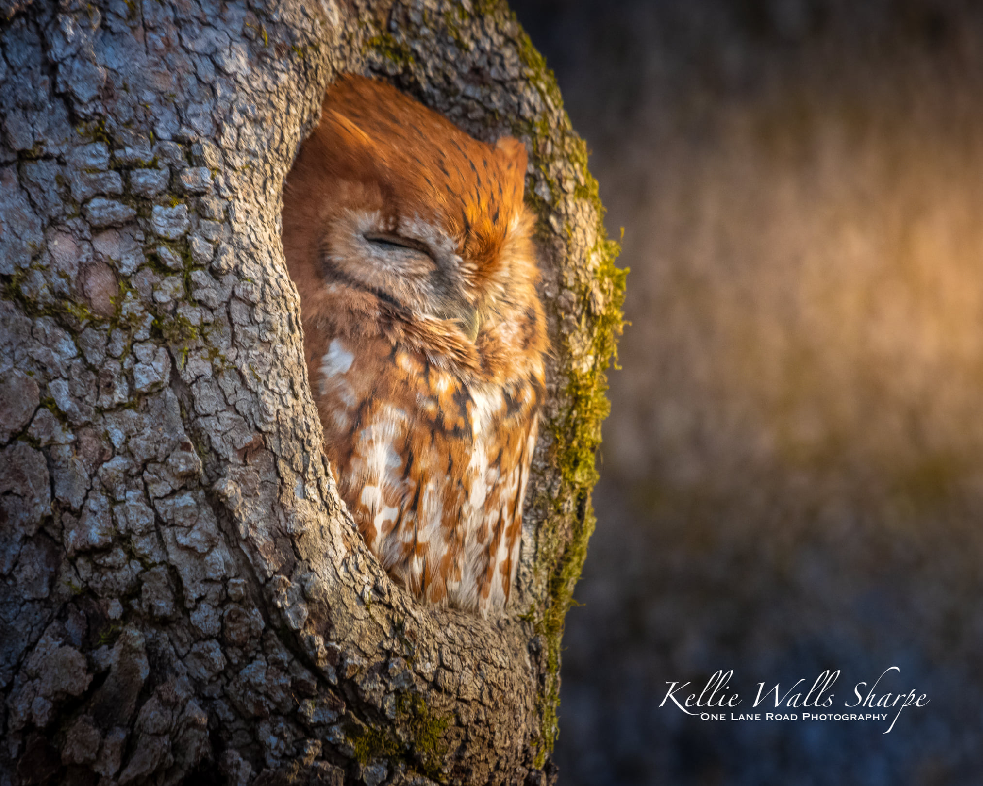 owl tree.jpg