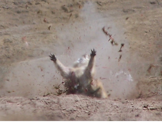P-DOG GIVE UP 1.jpg