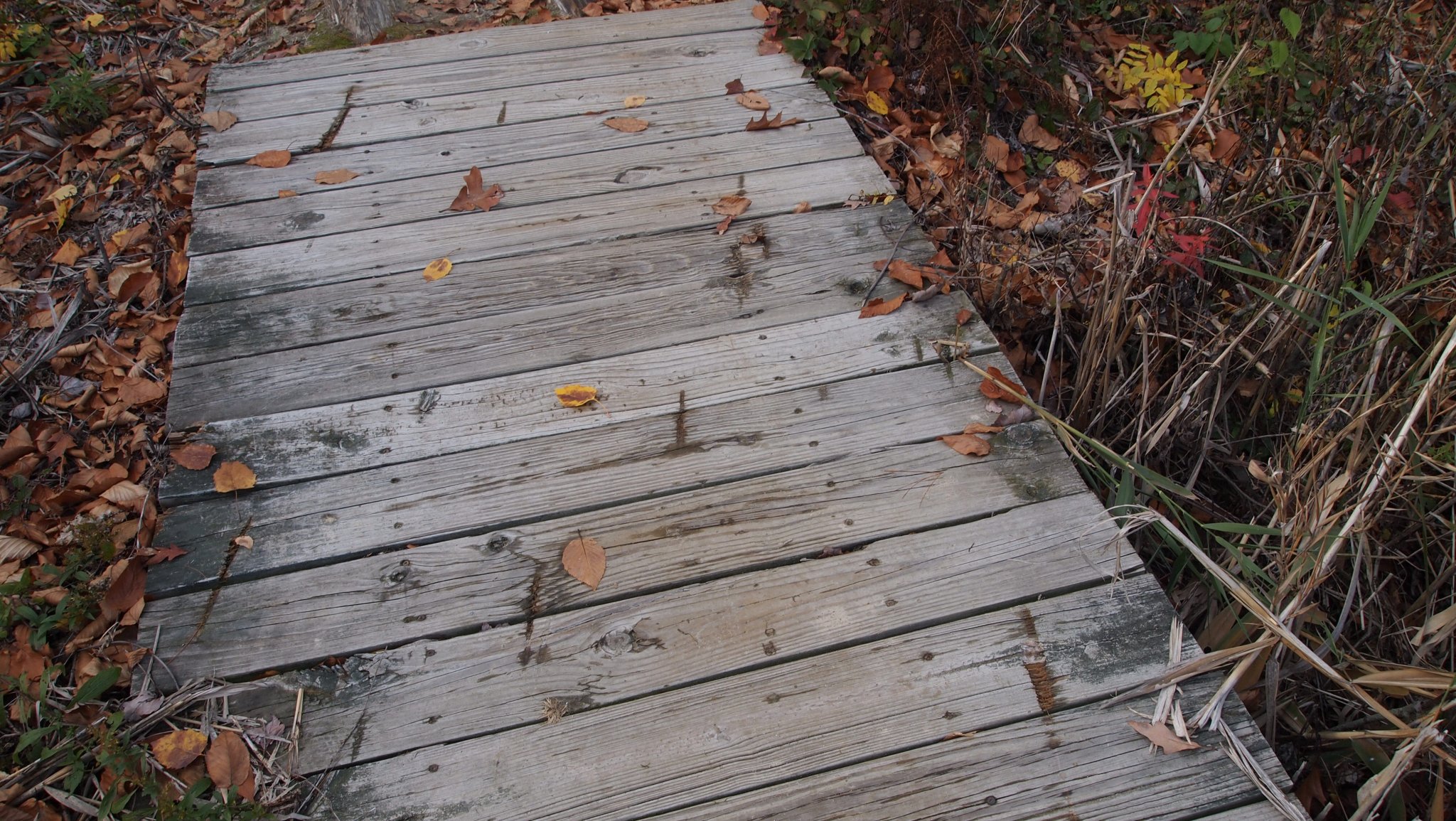 PA289983[1].JPG
