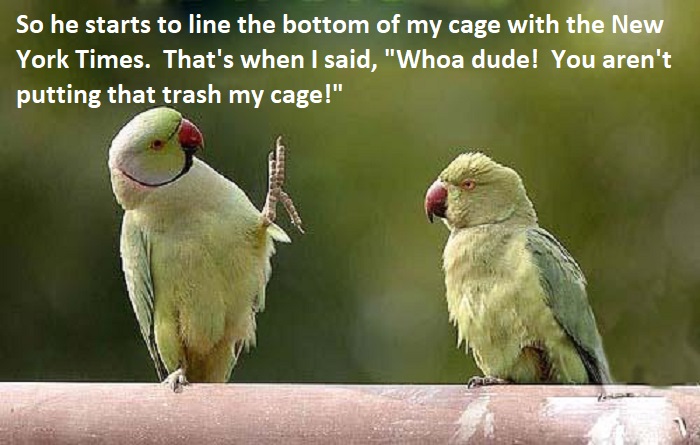 Parrot NYT.jpg