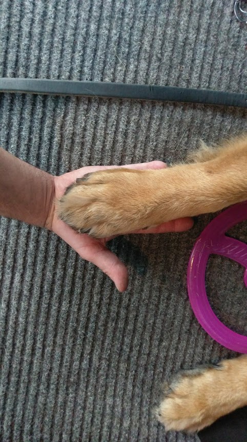 paws.jpg