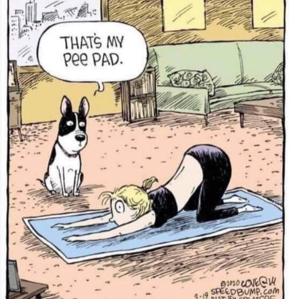 pee pad.jpeg