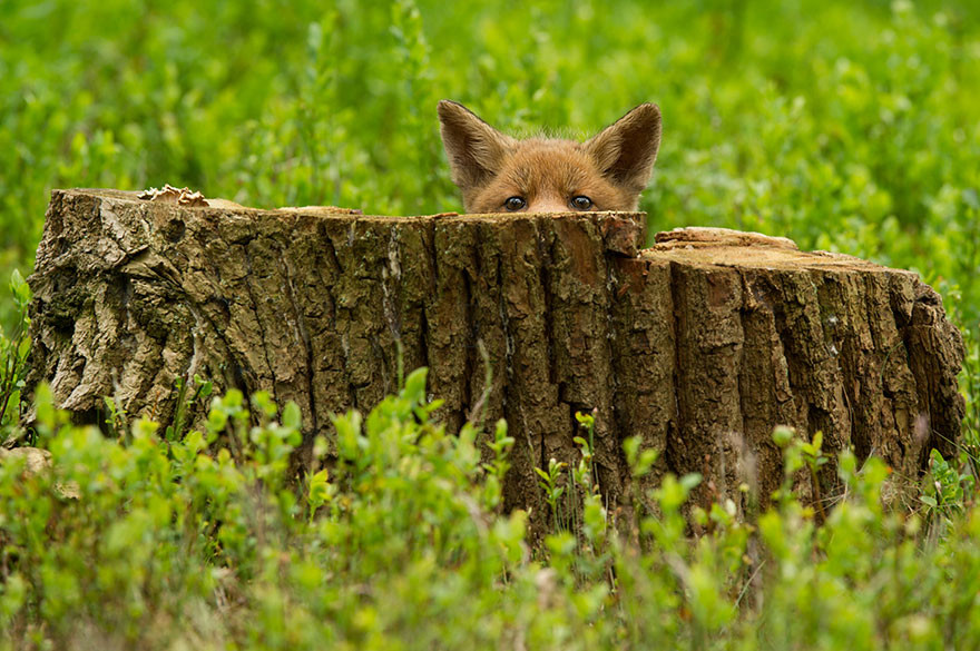 peek.jpg