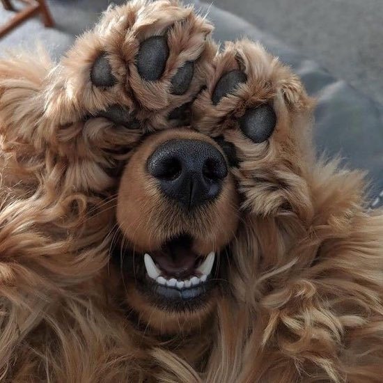 peekaboo dog.jpeg