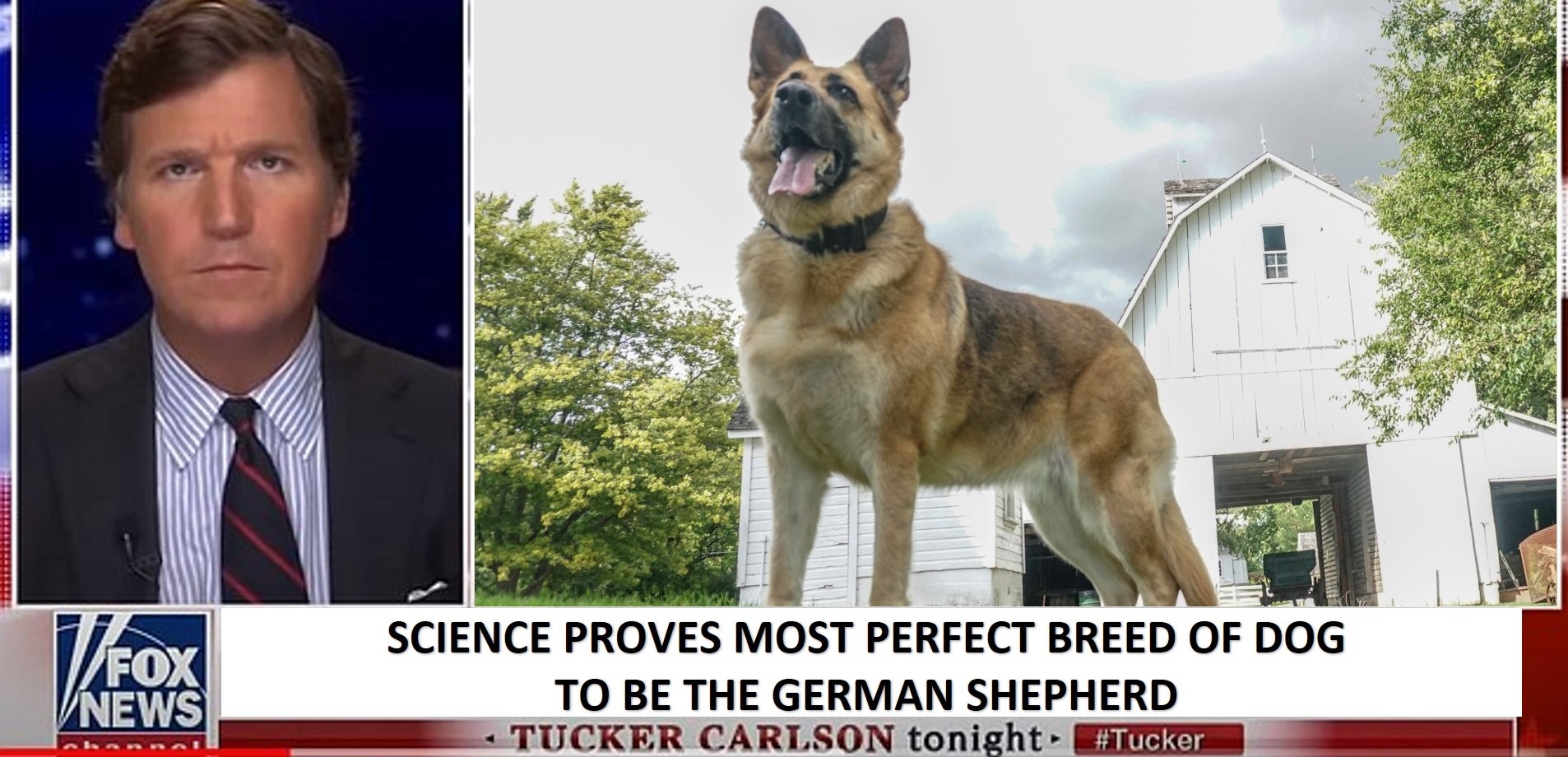 Perfect Breed.jpg
