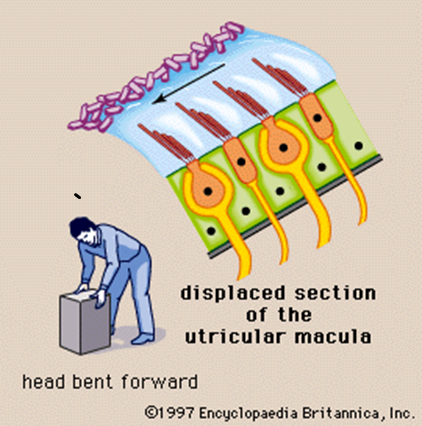 Peripheral Vestibular System fig 4.png