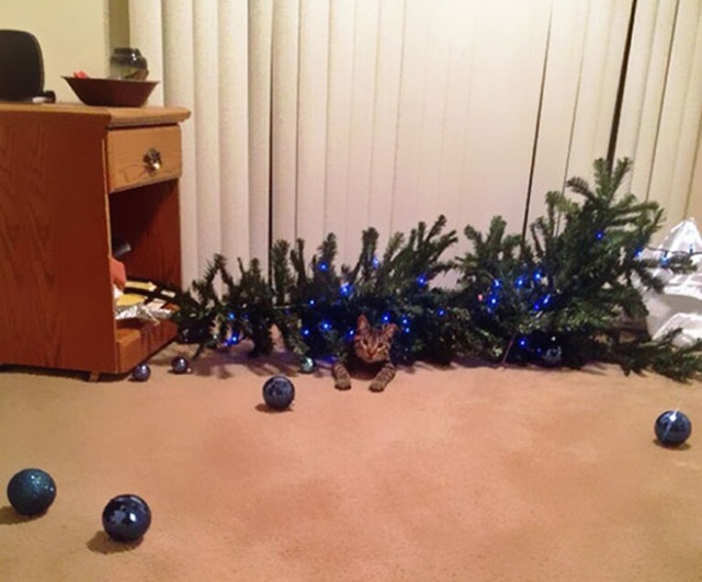 pets_vs_christmas_14.jpg